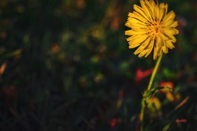 Close-up of yellow flower blooming in field