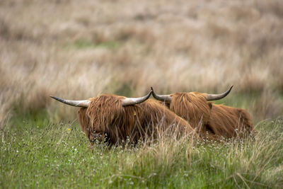 Highland cattle - bos taurus taurus - in a field in the scottish highlands, uk
