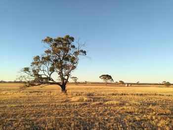 Tree on field against clear sky