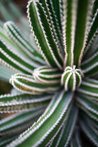 Close-up of leaves on plant