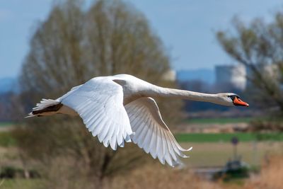 Close-up of bird flying