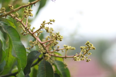 Close-up of flowering plant