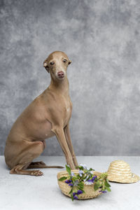 Side view portrait of dog sitting by wall