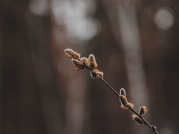 Close-up of wilted plant