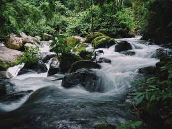 Scenic view of waterfall in forest