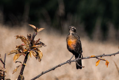 Close-up of bird perching on a branch