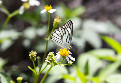 Close-up of butterfly pollinating on flower