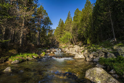 River flowing through rocks in forest against sky