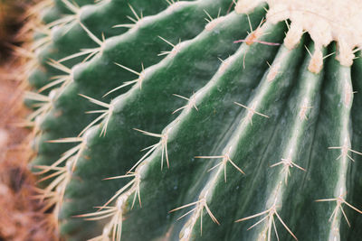 High angle view of succulent plant on field