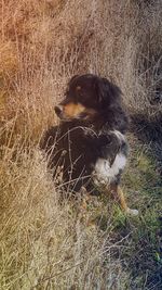 High angle view of dog on field