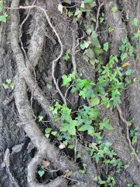 Full frame shot of tree trunk