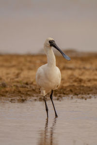 Bird on beach