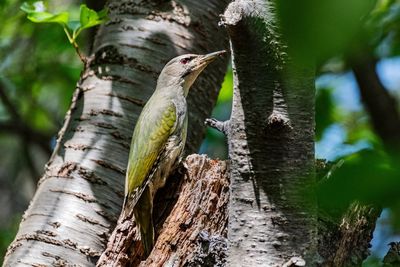 Close-up of bird perching on tree