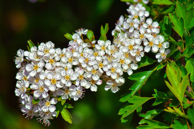 Close-up of white flowering plant