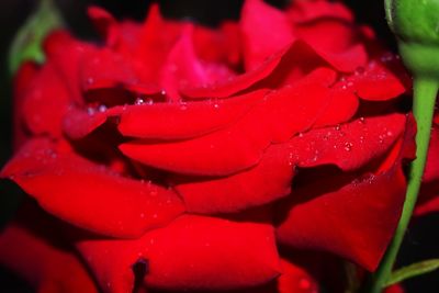 Full frame shot of wet red flower