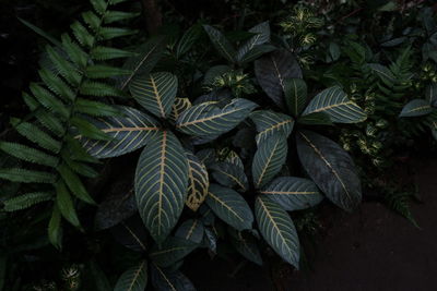 Green tropic leaf in nature, dark contrast