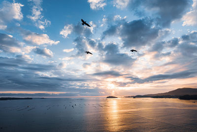 Seagulls flying over sea against sky during sunset