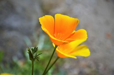 Close-up of yellow crocus flower