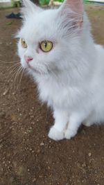 Close-up of cat looking away