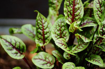 Close-up of succulent plant