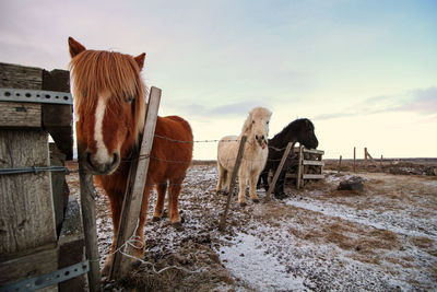 Horses standing in ranch against sky during winter