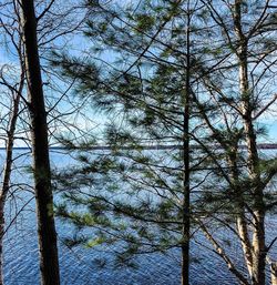 Low angle view of trees in forest against sky