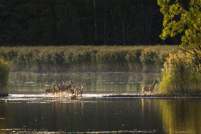 Herd of deer walking through shallow water