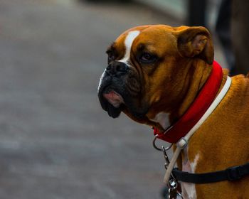 Close-up of dog