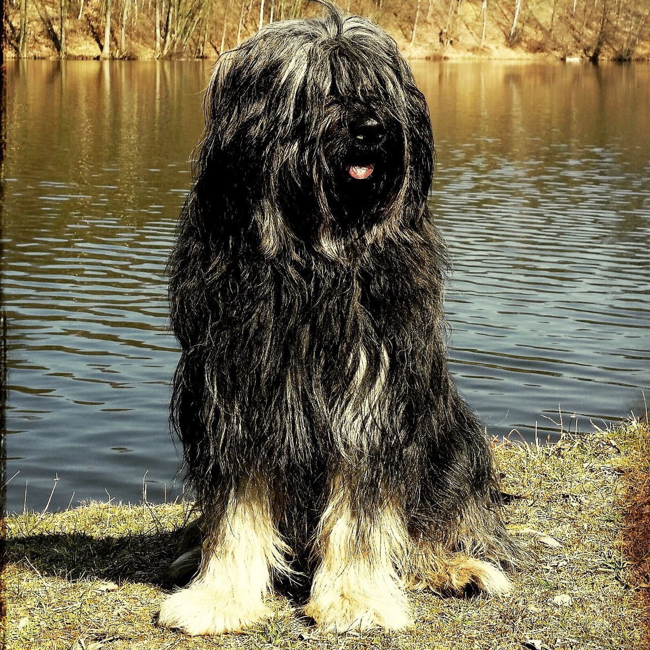 animal themes, water, one animal, dog, lake, mammal, domestic animals, pets, nature, standing, outdoors, riverbank, reflection, black color, animals in the wild, day, lakeshore, wildlife, no people, river
