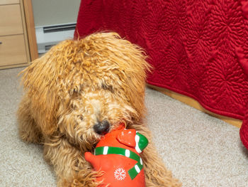 High angle view of a dog at home