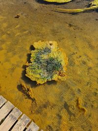 High angle view of yellow flower on sand