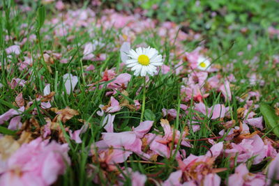 Close-up of flowers blooming in field