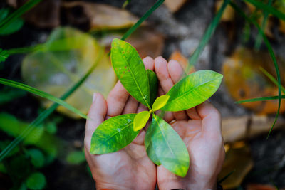 Close-up of hand holding leaf outdoors