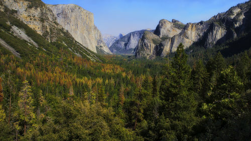 Low angle view of trees on mountain against sky