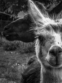 Close-up portrait of a horse