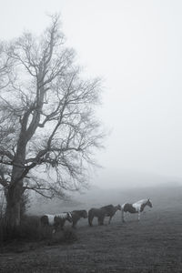 View of horse on field against sky