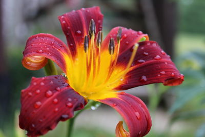 Close-up of red flower