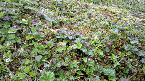 High angle view of flowering plants on field