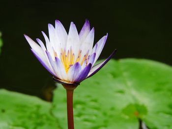 Close-up of water lily in pond