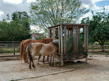 View of an animal in pen against sky