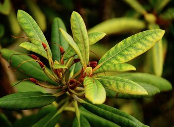 Close-up of fresh green plant