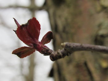 Close-up of red flowering plant against tree