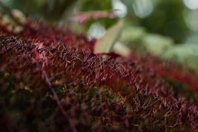 Close-up of grass on field during autumn