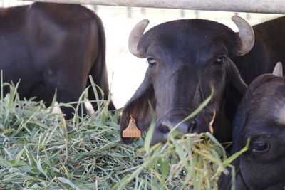 Close-up of cow