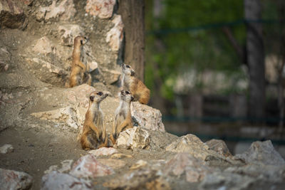 Squirrel on rock