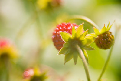 Close-up of flowering plant