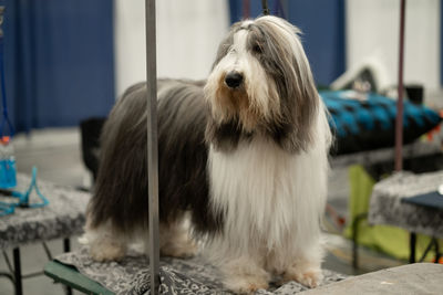 Portrait of dog looking away