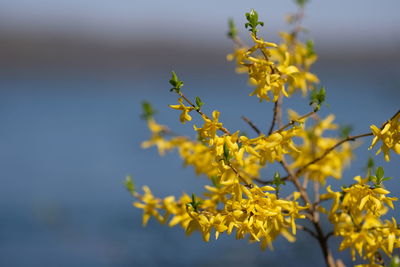 Close-up of yellow flowering plant against sky