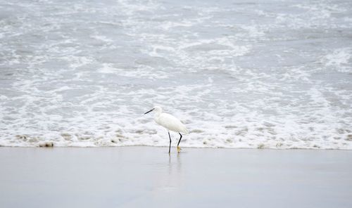 View of a bird on beach