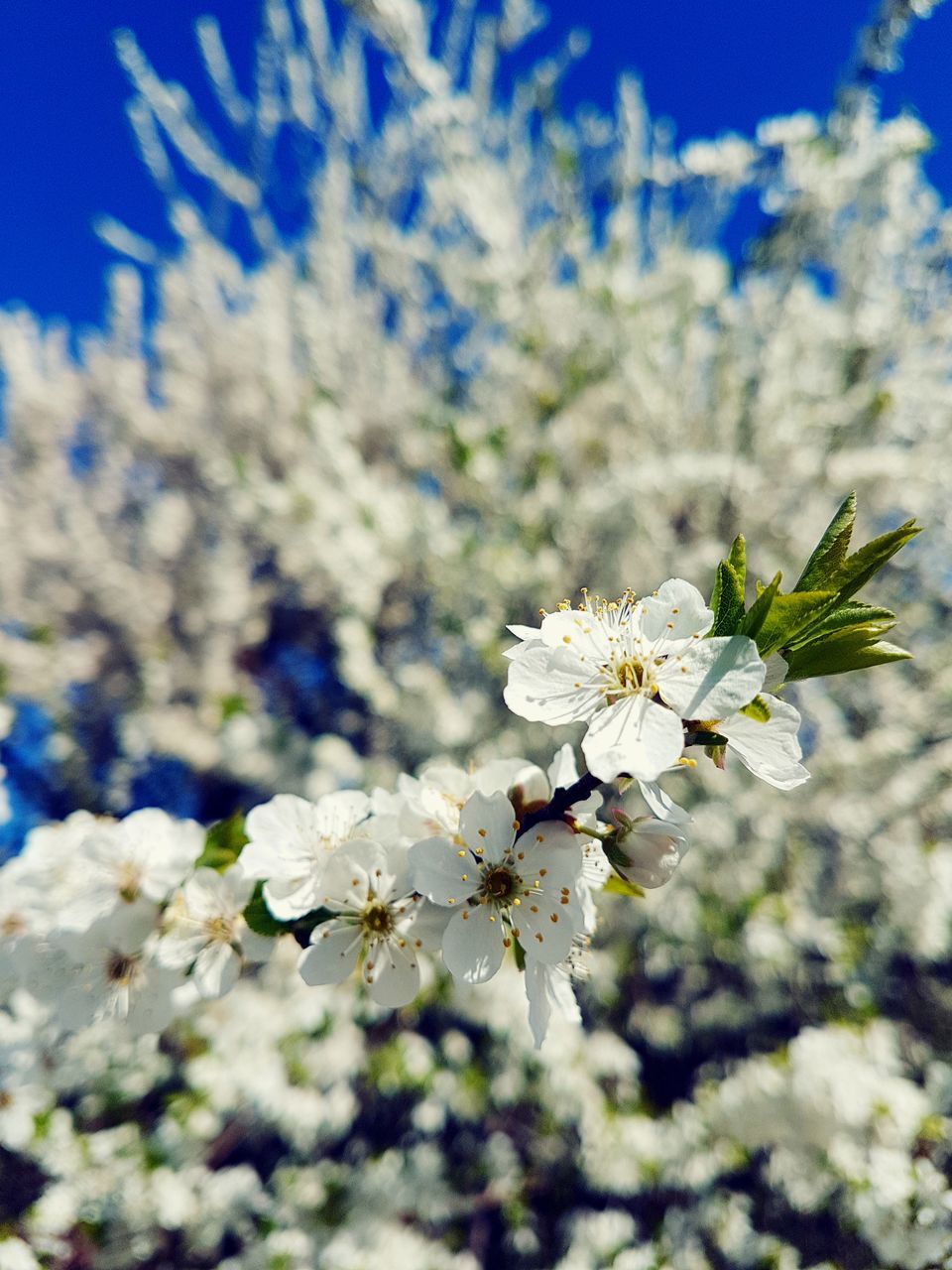 nature, flower, beauty in nature, blossom, growth, springtime, fragility, tree, close-up, no people, branch, outdoors, plant, day, freshness, almond tree, flower head, sky